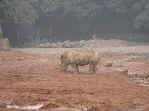 草食區 --- 犀牛寶寶.JPG 草食區 --- 犀牛寶寶.JPG