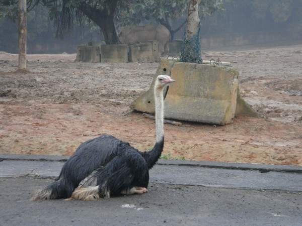 草食區 --- 公駝鳥.JPG 草食區 --- 公駝鳥.JPG