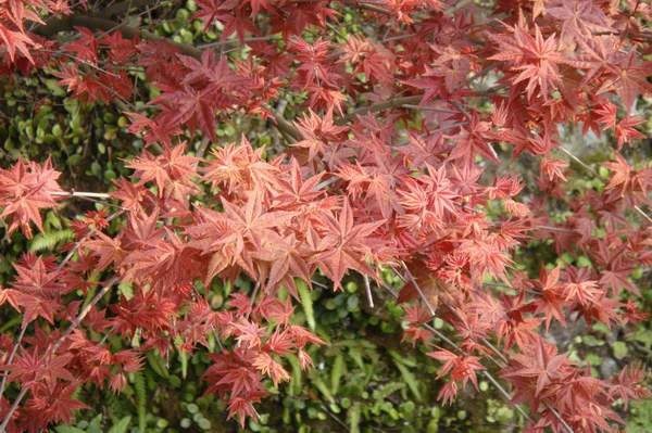 三芝 -- 天元宮的楓葉(1).JPG