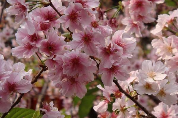 三芝 -- 天元宮的櫻花(2).JPG