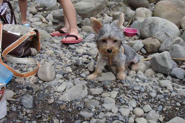 芳楹家的狗狗(2).JPG 芳楹家的狗狗(2).JPG