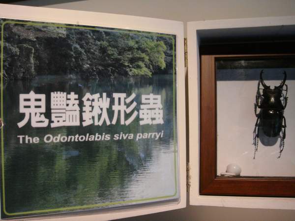 最大型的鍬形蟲(1).JPG 最大型的鍬形蟲(1).JPG