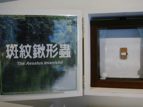 最小型的鍬形蟲(1).JPG 最小型的鍬形蟲(1).JPG