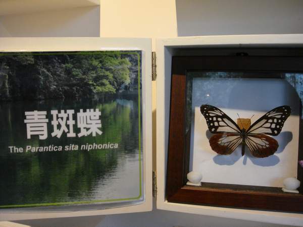 曾飛到日本的蝴蝶(1).JPG 曾飛到日本的蝴蝶(1).JPG