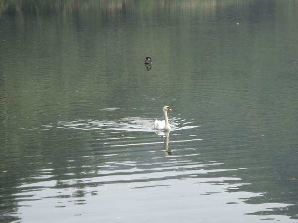 白天鵝.JPG 白天鵝.JPG