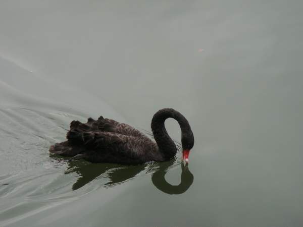 黑天鵝(2).JPG 黑天鵝(2).JPG