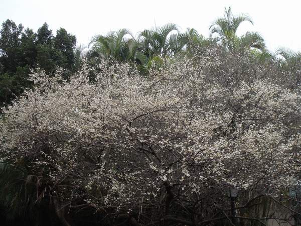 梅花樹(3).JPG 梅花樹(3).JPG