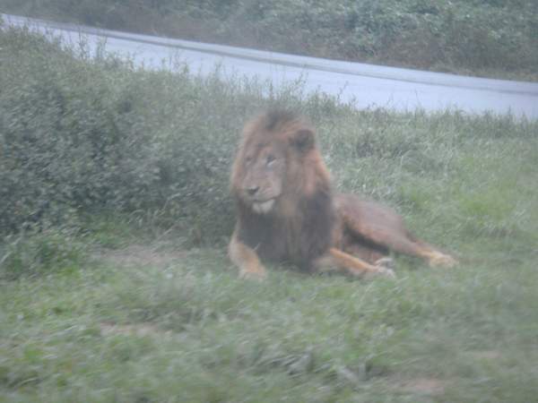 猛獸區 --- 非洲獅子(公).JPG 猛獸區 --- 非洲獅子(公).JPG