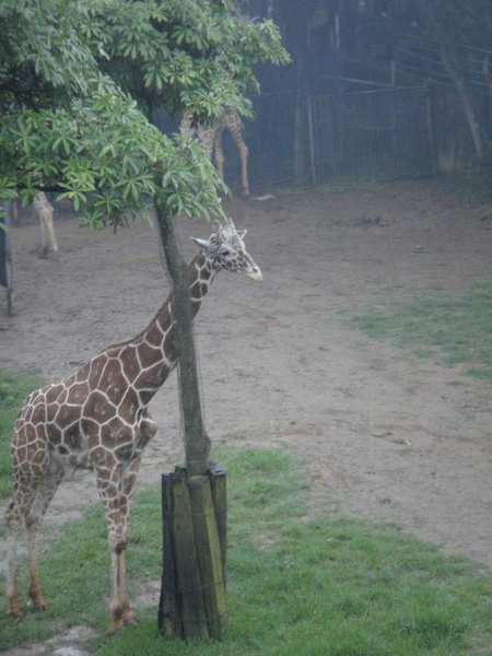 草食區 --- 長頸鹿.JPG 草食區 --- 長頸鹿.JPG