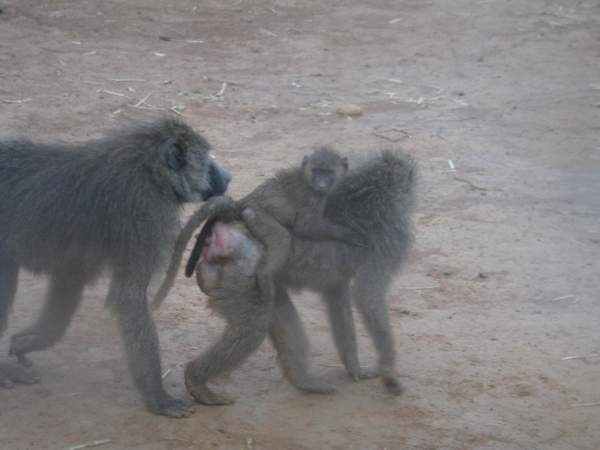 猛獸區 --- 黃狒狒.JPG 猛獸區 --- 黃狒狒.JPG