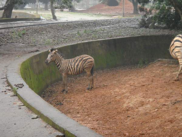 草食區 --- 斑馬寶寶.JPG 草食區 --- 斑馬寶寶.JPG