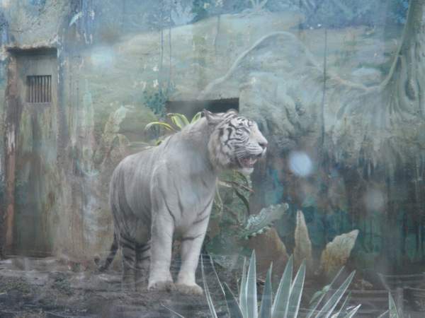 非洲部落 --- 白老虎(2).JPG 非洲部落 --- 白老虎(2).JPG