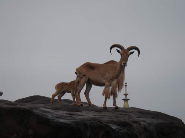 安哥拉羊(1).JPG 安哥拉羊(1).JPG