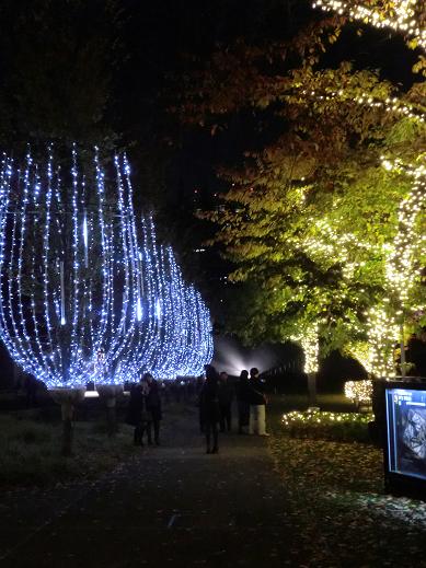 跟去年一樣是杯狀 跟去年一樣是杯狀