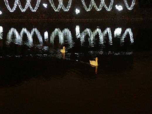 要離開時看到白天鵝了 要離開時看到白天鵝了