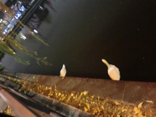 不知道黑天鵝在哪 不知道黑天鵝在哪