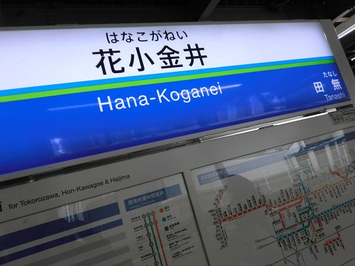 花小金井 花小金井