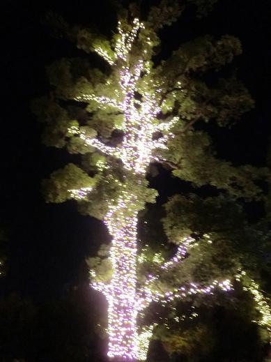 只有這棵是兩種燈,但是很難看出來 只有這棵是兩種燈,但是很難看出來