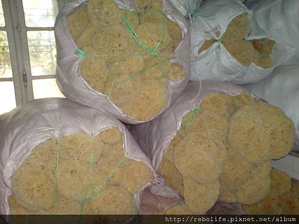 未切割處理的海綿.JPG 未切割處理的海綿.JPG