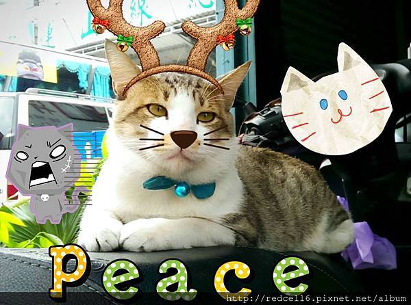 11016741_407368546104454_5824303214584563090_o