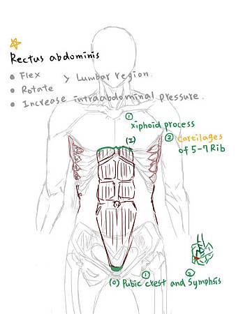 muscle of abdominal wall-2.jpg