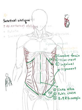 muscle of abdominal wall-3.jpg
