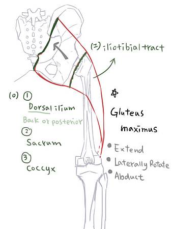 muscle of thigh(P)-1.jpg