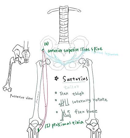 muscle of thigh-3.jpg