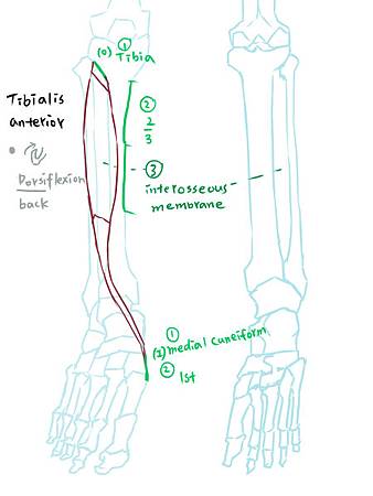 muscle of leg(A)-1.jpg