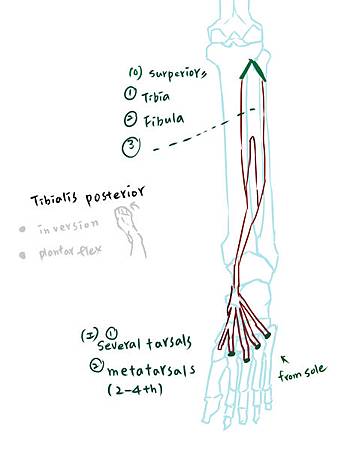 muscle of leg(P)-3-1.jpg