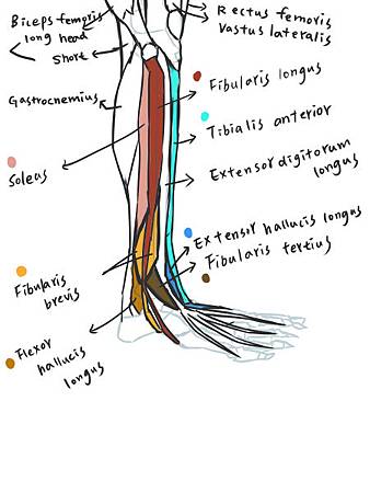 muscle of leg-review(L).jpg