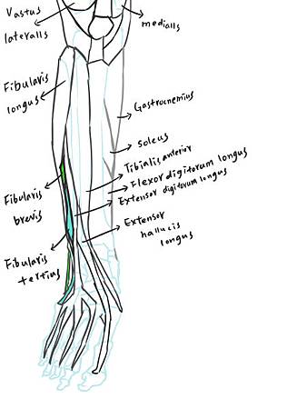 muscle of leg-review(A).jpg