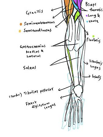 muscle of leg-review(P).jpg