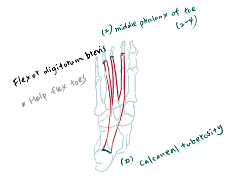 muscle of foot-1-1.jpg