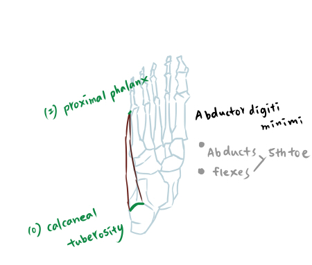 muscle of foot-1-3.jpg