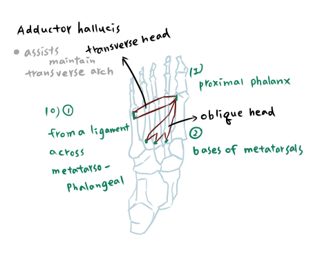 muscle of foot-3-2.jpg