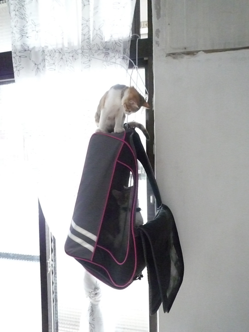 P1040271.jpg P1040271.jpg