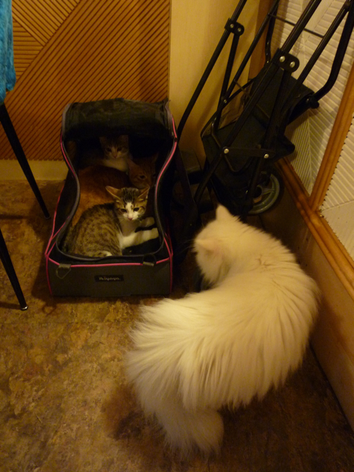 P1040296.jpg P1040296.jpg