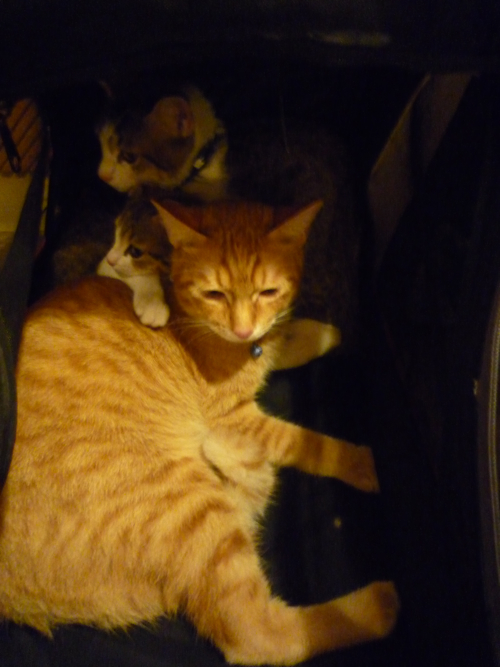 P1040298.jpg P1040298.jpg