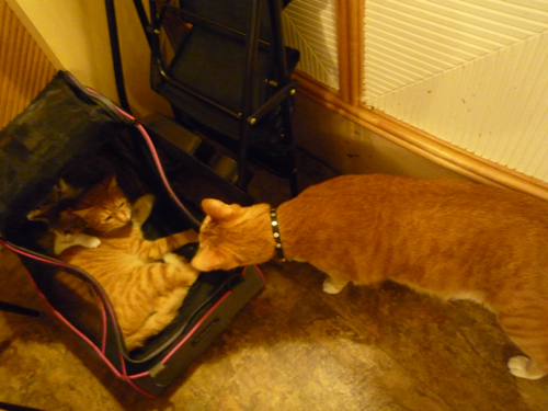 P1040300.jpg P1040300.jpg