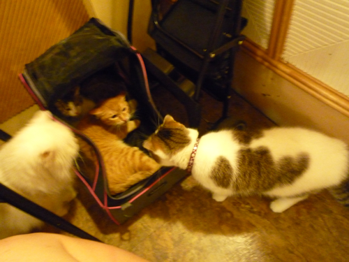 P1040303.jpg P1040303.jpg