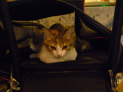 P1040306.jpg P1040306.jpg