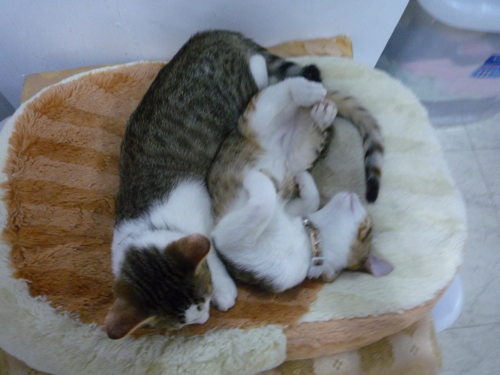 P1040371.jpg P1040371.jpg