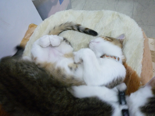 P1040372.jpg P1040372.jpg