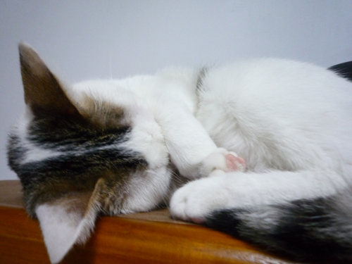 P1040382.jpg P1040382.jpg