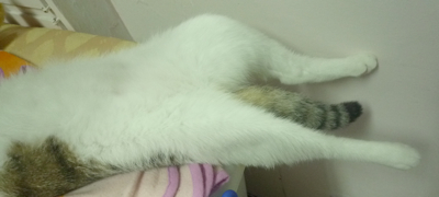 腿都掉下來了 腿都掉下來了