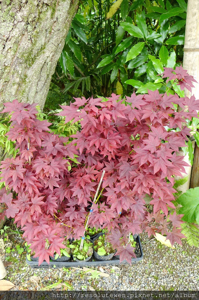 P1080817.JPG P1080817.JPG