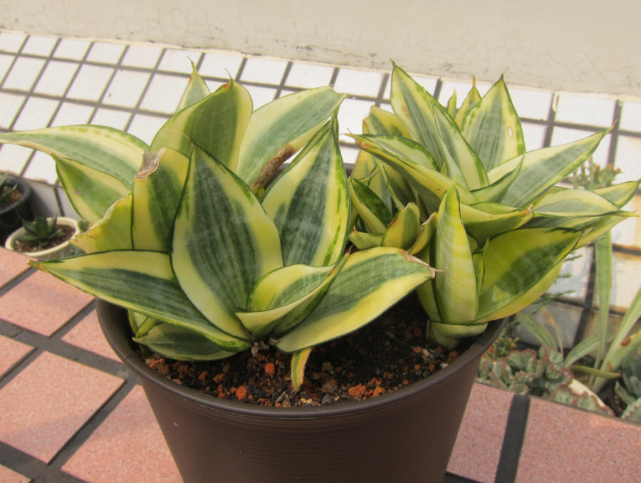 7_Sansevieria trifasciata 'Golden Hahnii'.JPG