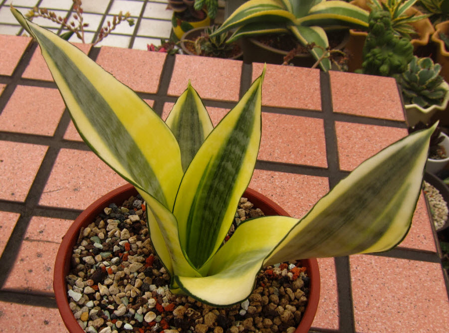 19_Sansevieria trifasciata 'Golden Hahnii'大型種_1.JPG