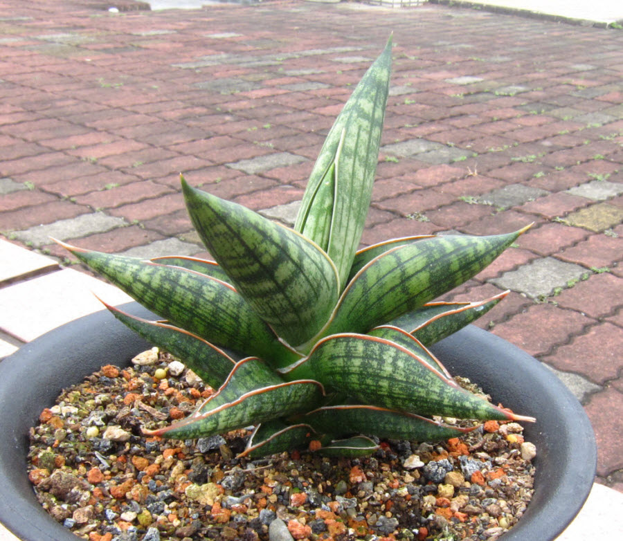 38_Sansevieria 'Mutomo'_1.JPG